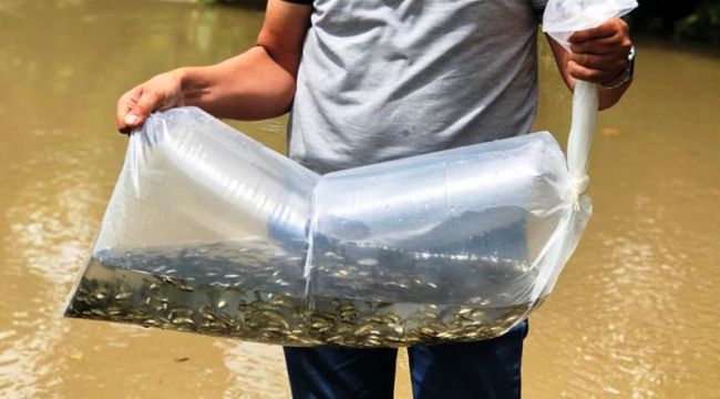 BARAJ VE GÖLETLERE 100 BİN PULLU SAZAN YAVRUSU BIRAKILDI