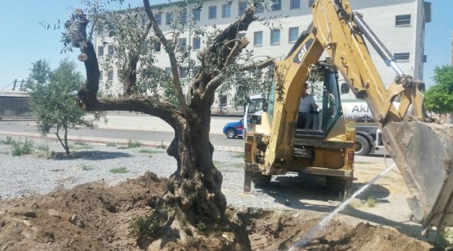 ASIRLIK ZEYTİN AĞAÇLARI YENİ YERLERİNE TAŞINDI