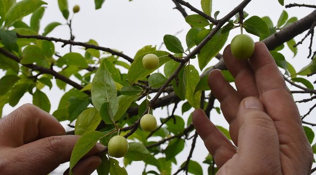 TURGUTLU'DA YILDA 7 BİN 275 TON ERİK ÜRETİLİYOR