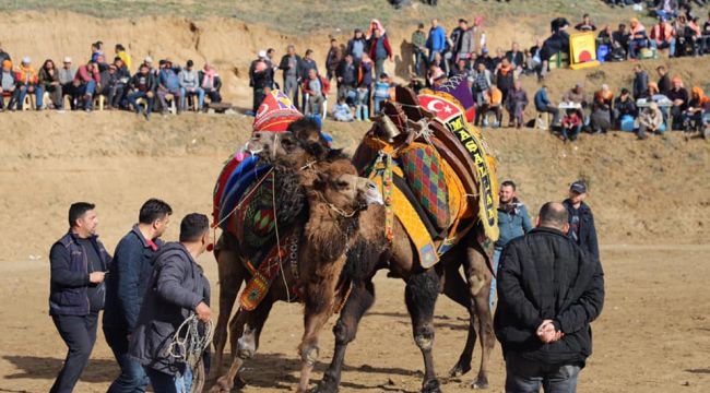 100 PEHLİVAN DEVE ŞAMPİYON OLMAK İÇİN GÜREŞTİ 