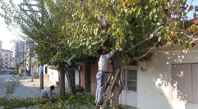 MEVSİMLİK BUDAMA ÇALIŞMALARI BAŞLADI