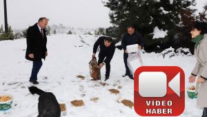 KARDA KALAN SOKAK HAYVANLARINI BESLEDİLER (video haber)