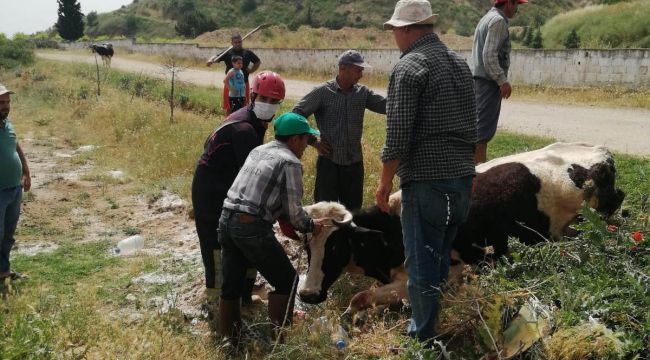 SULAMA KANALINA DÜŞEN İNEĞİ İTFAİYE EKİPLERİ KURTARDI