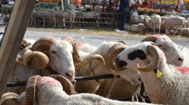 TURGUTLU'DA KURBAN KESİM VE SATIŞ YERLERİ BELLİ OLDU