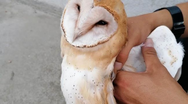 YOL KENARINDA BULUNAN PEÇELİ BAYKUŞA JANDARMA SAHİP ÇIKTI