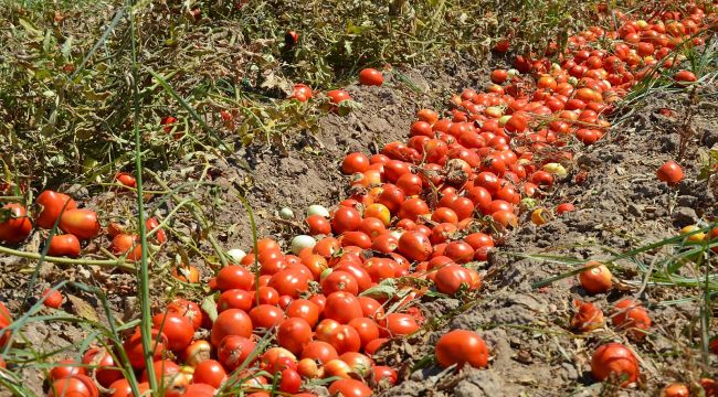 DOMATES ÜRETİCİLERİNDEN YETKİLİLERE ÇAĞRI