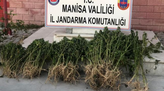 JANDARMA'DAN İKİ İLÇEDE UYUŞTURUCU OPERASYONU