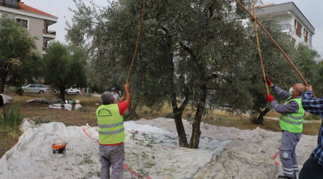 AŞEVİNDE KULLANILMAK ÜZERE ZEYTİN HASADI YAPILIYOR