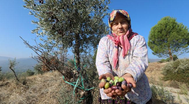 YABANİ ZEYTİN AĞAÇLARI EKONOMİYE KAZANDIRILIYOR