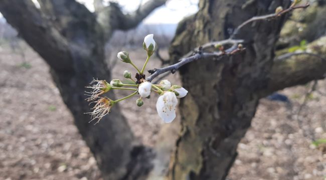 TURGUTLU'DA BADEM VE ERİK AĞAÇLARI ÇİÇEK AÇTI