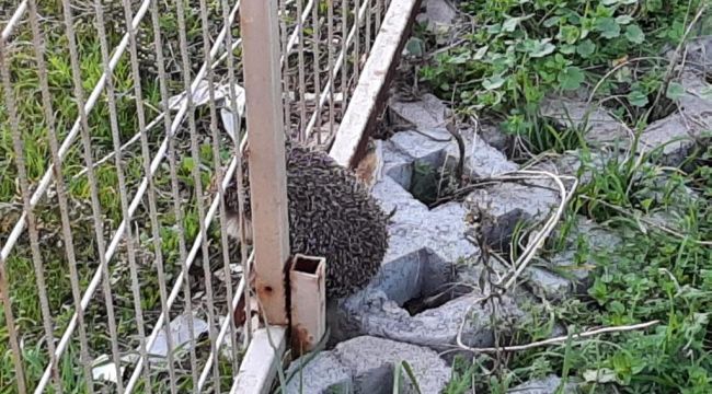 KİRPİ TEL ÖRGÜLERE SIKIŞTI, İTFAİYE EKİPLERİ KURTARDI