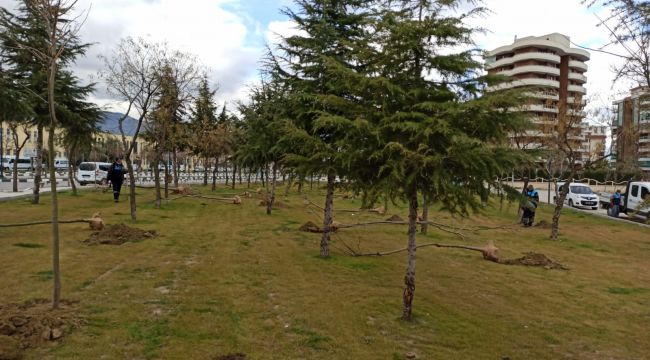 3 GÜNDE TAM 450 TANE AĞAÇ DİKİLDİ