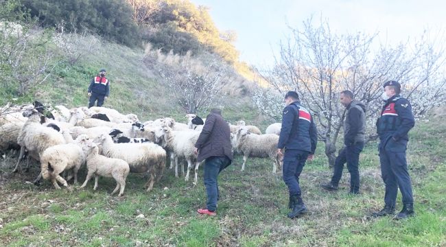 KAYIP KOYUNLARI JANDARMA BULDU