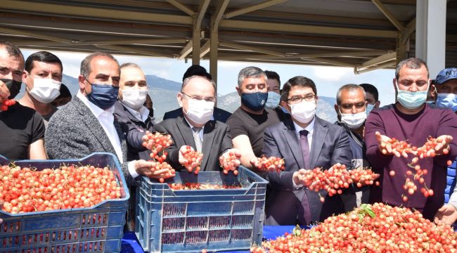 KUZEY YARIMKÜRENİN İLK KİRAZI 500 TL’DEN SATILDI