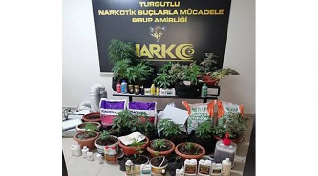 EVİNDE ESRAR YETİŞTİREN ŞAHIS GÖZALTINA ALINDI
