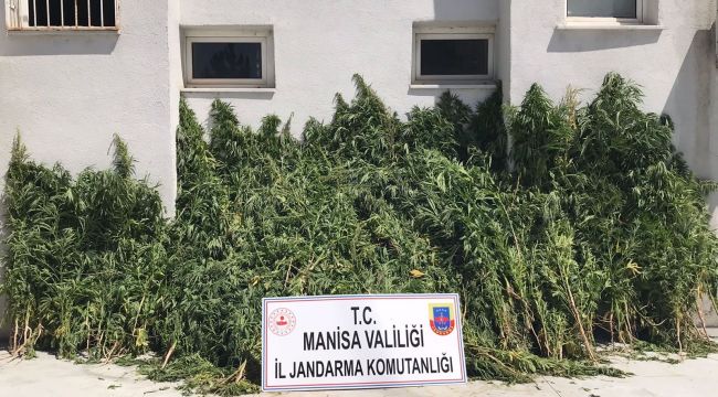 7 BİN 253 KÖK KENEVİR BİTKİSİ ELE GEÇİRİLDİ