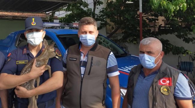 ANNESİNİ KAYBEDEN KARACA YAVRUSU BULUNDU