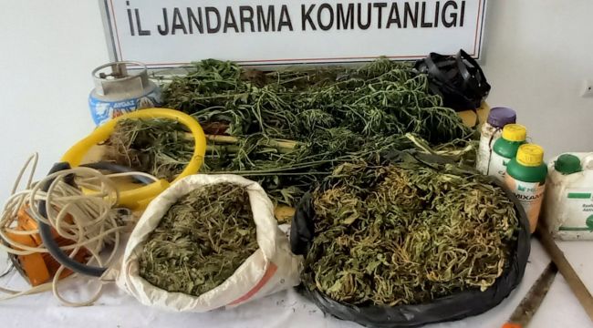 TURGUTLU’DA JANDARMA’DAN KENEVİR OPERASYONU