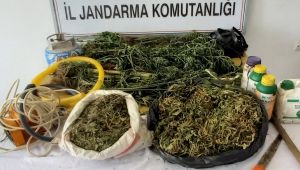 TURGUTLU’DA JANDARMA’DAN KENEVİR OPERASYONU