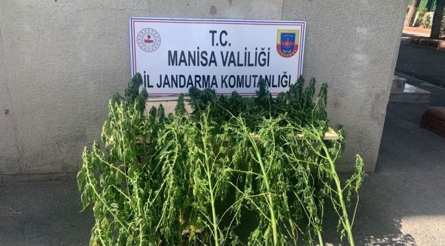 ANNESİ’NİN EVİNİN BAHÇESİNE KENEVİR EKMİŞ