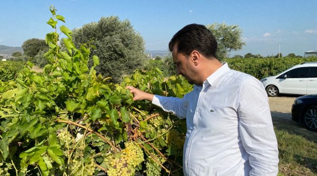BAŞEVİRGEN; “ÜZÜM TABAN FİYATI EN AZ 17 TL OLMALI”