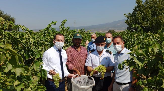KAYMAKAM YILMAZ ÜZÜM HASADINA KATILDI