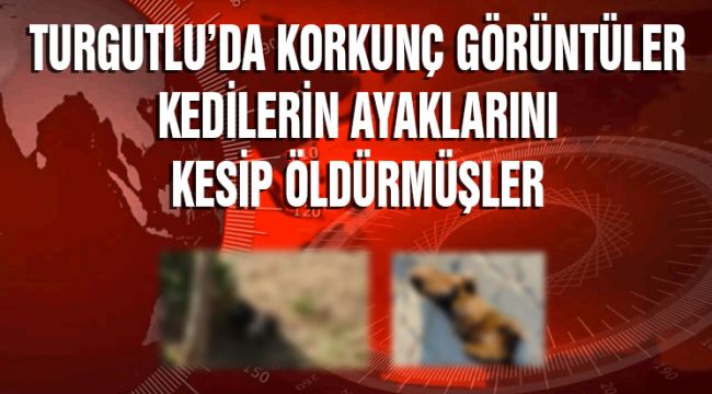 TURGUTLU’DA KORKUNÇ GÖRÜNTÜLER, KEDİLERİN AYAKLARINI KESİP ÖLDÜRMÜŞLER