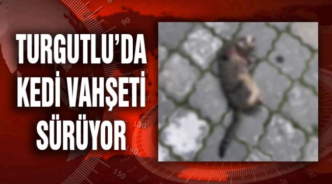TURGUTLU’DA KEDİ VAHŞETİ SÜRÜYOR