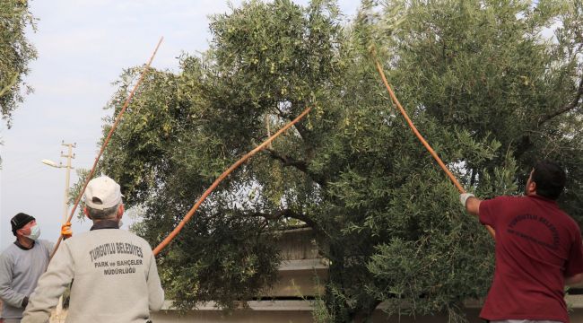 TURGUTLU’DA ZEYTİNLER İHTİYAÇ SAHİPLERİNE AŞ OLUYOR