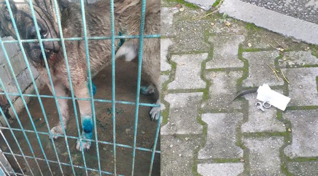 PİTBULL’LAR TURGUTLU SOKAKLARINDA DEHŞET SAÇIYOR