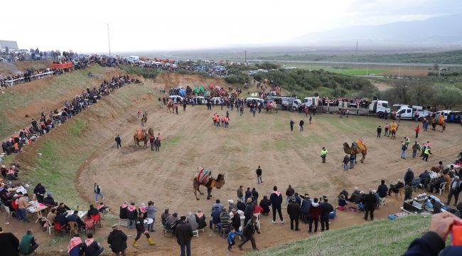 TURGUTLU’DA DEVE GÜREŞİ HEYECANI 7’NCİ KEZ YAŞANDI