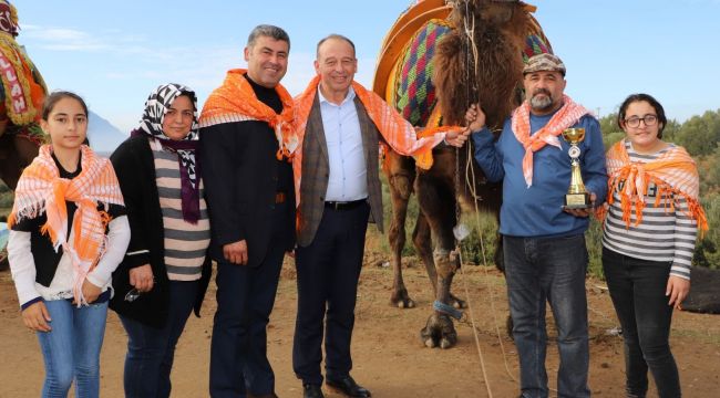 TURGUTLU GELENEKSEL DEVE GÜREŞLERİ’NE HAZIRLANIYOR