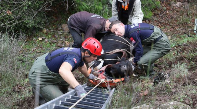 UÇURUMA DÜŞEN GEBE İNEK BÖYLE KURTARILDI