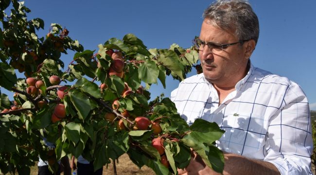 MANİSA’DA ORGANİK MEYVE BAHÇELERİ ÜRÜN VERİYOR