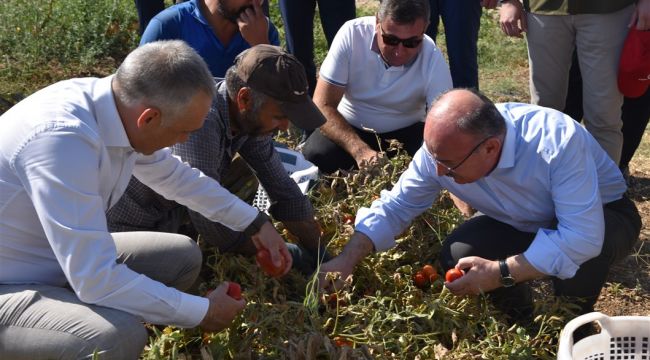 VALİ KARADENİZ, DOMATES VE TÜTÜN HASADINA KATILDI