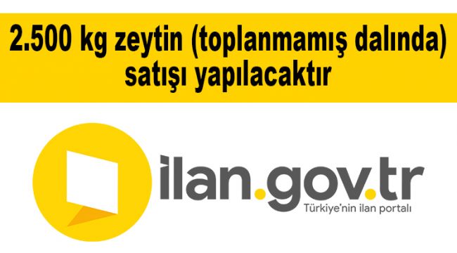 2.500 kg zeytin (toplanmamış dalında) satışı yapılacaktır