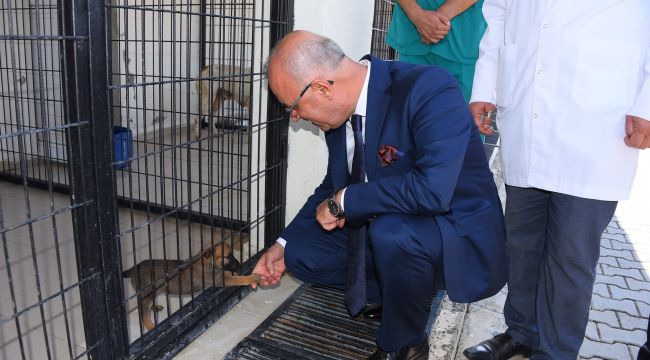 Salihli belediyesi hasta ve yaralı can dostlara şifa dağıtıyor