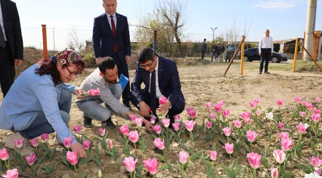 Şehzadeler Belediyesi kendi lalesini kendisi üretecek