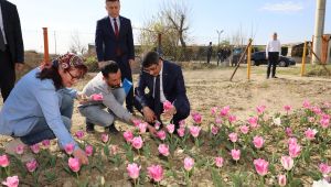 Şehzadeler Belediyesi kendi lalesini kendisi üretecek