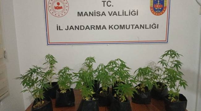 Manisa'da yasadışı kenevir operasyonu
