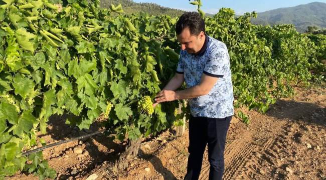 CHP’Lİ BAŞEVİRGEN, “MANİSA’DA BAĞLARI MİLDİYÖ HASTALIĞI VURDU”
