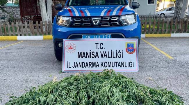MANİSA'DA 1017 KÖK KENEVİR ELE GEÇİRİLDİ