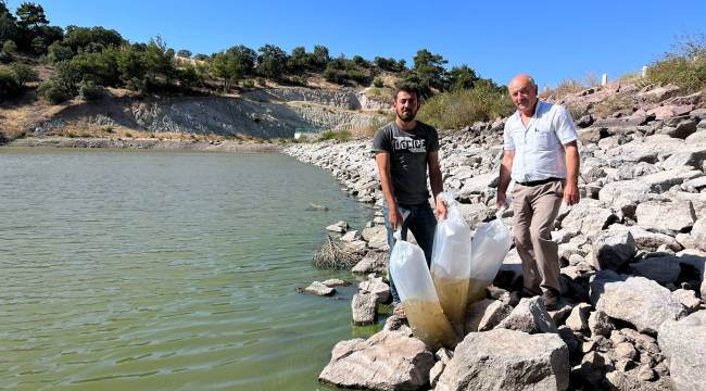 Büyükşehir, Göletlere 30 Bin Adet Yavru Sazan Balığı Bıraktı