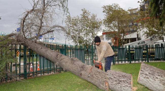 ŞEHZADELERDE DEVRİLEN AĞAÇLAR KALDIRILDI