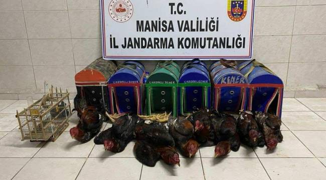 JASAT EKİPLERİ HOROZ DÖVÜŞÜNE GEÇİT VERMEDİ