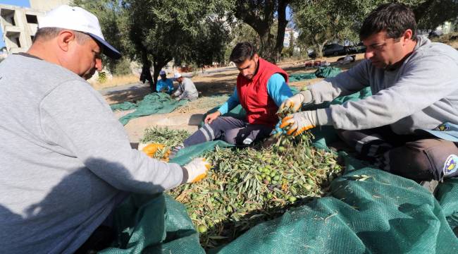 Turgutlu Belediyesinin Zeytinleri, İhtiyaç Sahiplerine Aş Oluyor