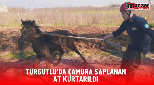 Turgutlu’da Çamura Saplanan At Kurtarıldı