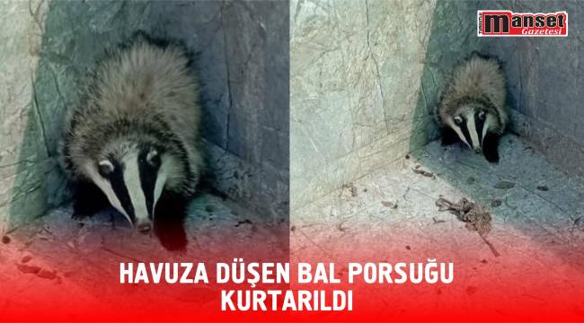 HAVUZA DÜŞEN BAL PORSUĞU KURTARILDI
