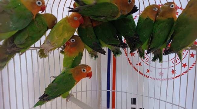 Satışı Yasak Olan 14 Papağan Ele Geçirildi