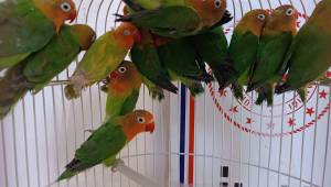 Satışı Yasak Olan 14 Papağan Ele Geçirildi